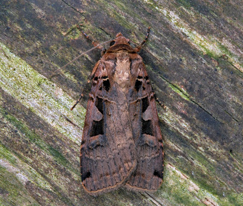 Trapetsjordfly / Trapez-Glansugle, Xestia ditrapezium. Öland, Sverige d. 7 juli 2021. Fotograf; Håkan Johansson Ett av ytterst få fynd i Sverige.Tack för dina skarpa ögon Mats Lindeborg.
