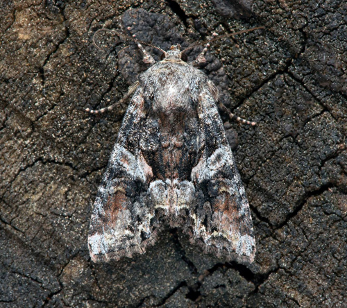 Brokigt lundfly / Smalvinget Grønsagsugle, Lacanobia contigua. Småland, Sverige d. 21 juni 2021. Fotograf; Håkan Johansson