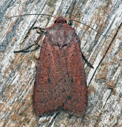 Hedjordfly, Xestia castanea. Öland, Sverige d. 25 august 2021. Fotograf; Håkan Johansson