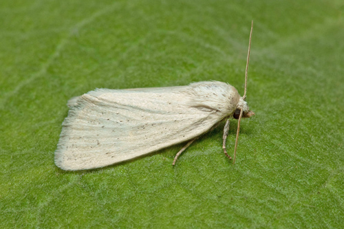 Vitt stråfly/ Kridtugle, Photedes morrisii. Klagshamn, Lagunen, Västra Klagstorp, Skåne, Sverige d. 28 juni 2021. Fotograf; Håkan Johansson