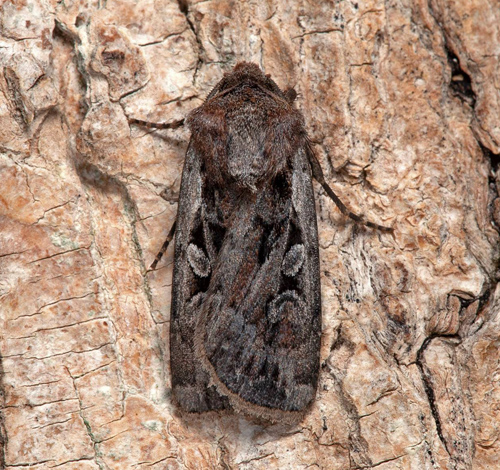 Stäppjordfly / Sortviolet Jorduglee, Euxoa vitta. Öland, Sverige d. 24 august 2021. Fotograf; Håkan Johansson