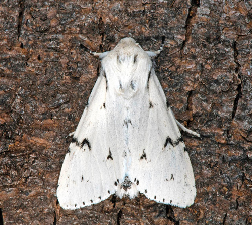 Vitt aftonfly / Snehare, Acronicta leporina. Skne, Sverige d. 29 juni 2021. Fotograf; Hkan Johansson