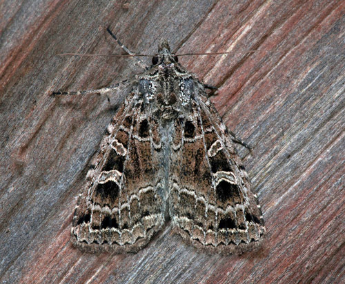 Gråribbat kvällsfly / Netugle, Naenia typica.. Öland, Sverige d. 7 juli 2021. Fotograf; Håkan Johansson