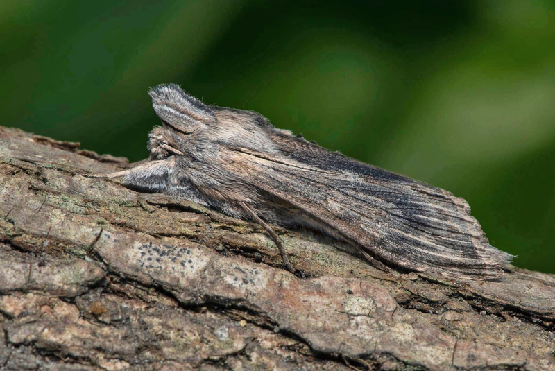 Kamomillkapuschongfly / Kamille-Htteugle, Cucullia chamomillae. Skne, Sverige d, 20 maj 2021. Fotograf; Hkan Johansson