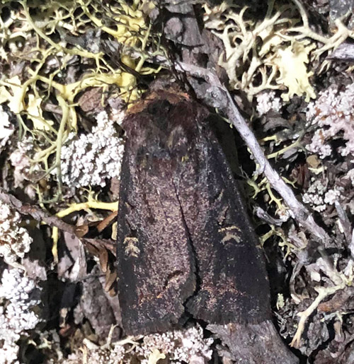 Fjellvierfly / Nordligt videfly, Hillia iris (Zetterstedt, 1839). Bøvertunvatnet, Lom, Jotunheimen, Oppland, Norge d. 24 juli 2021. Fotograf:;Mats Lindeborg
