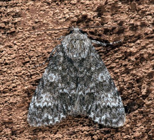 Storhvdat aftonfly / Poppelugle, Acronicta megacephala. Skne, Sverige d. 6 juli 2021. Fotograf; Hkan Johansson