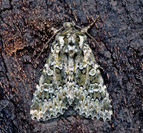 Grönbrunt klippfly / Elme-Ugle, Polymixis polymita. Öland, Sverige d. 14 august 2021. Fotograf; Håkan Johansson