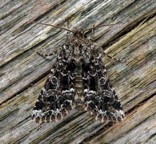 Gulbrunt nejlikfly / Konfus Nellikeugle, Hadena perplexa. Nordvästra Skåne, Sverige d. 1 juni 2021. Fotograf; Håkan Johansson.