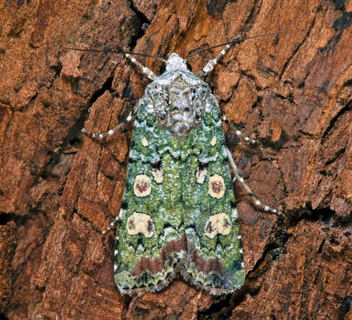 Grönt jordfly / Irgrøn Ugle, Actebia praecox. Öland, Sverige d. 18 juli 2021. Fotograf; Håkan Johansson