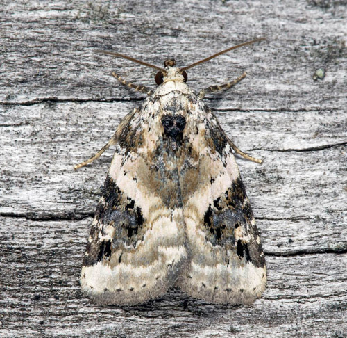 Svartfläckigt glansfly / Snerle-Charmeugle, Pseudeustrotia candidula. Blekinge, Sverige d. 23 juli 2021. Fotograf; Håkan Johansson