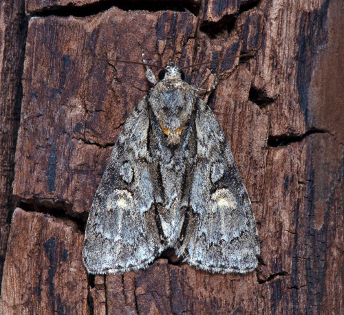 Streckaftonfly / Tjrne-Pelsugle, Acronicta strigosa. land, Sverige d. 24 juni 2021. Fotograf; Hkan Johansson