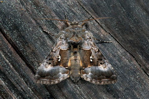 Torvmossemetallfly, Syngrapha microgamma (Hbner, 1823). Smland, Sverige d. 8 juni 2021. Fotograf; Hkan Johansson