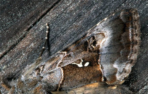 Torvmossemetallfly, Syngrapha microgamma (Hbner, 1823). Smland, Sverige d. 8 juni 2021. Fotograf; Hkan Johansson