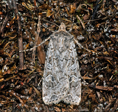 Sandfältsjordfly / Sandugle, Euxoa cursoria. Öland, Sverige d. 25 august 2021. Fotograf; Håkan Johansson