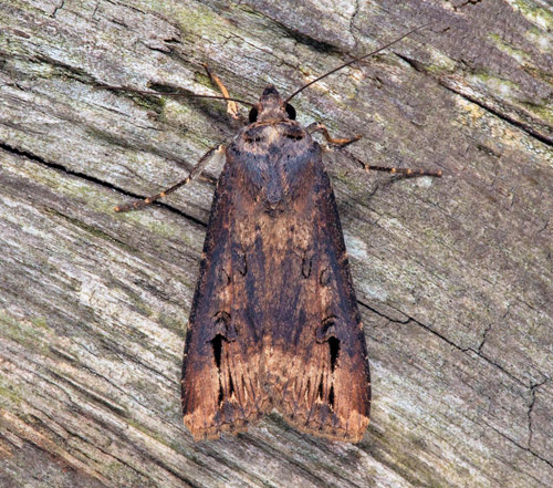 Kommajordfly / Ypsilonugle, Agrotis ipsilon. Öland, Sverige d. 6 august 2021. Fotograf; Håkan Johansson