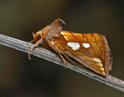 Sumpmetallfly / Lille Perlemormetalugle, Plusia putnami. Smland, Sverige d. 23 juli 2021. Fotograf; Hkan Johansson