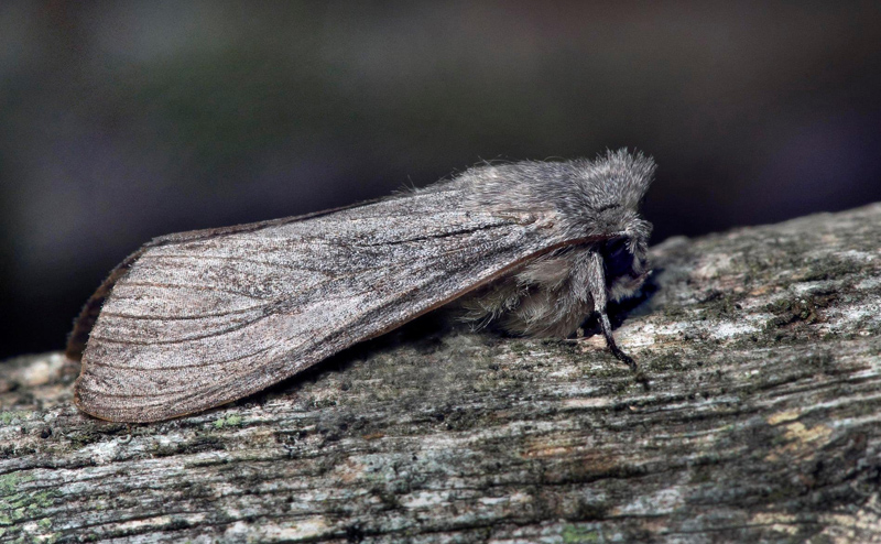 Blgrtt kapuschongfly / Skovsalathtteugle, Cucullia lactucae. land, Sverige d. 24 juni 2021. Fotograf; Hkan Johansson