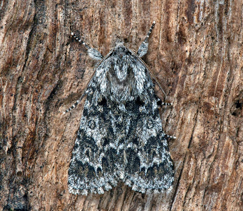 Grtt aftonfly / Guldlok-Pelsugle, Acronicta auricoma. Halland, Sverige d. d. 6 august 2021. Fotograf; Hkan Johansson