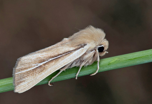 Vitstreckat gräsfly / Marehalmugle, Mythimna litoralis. Halland, Sverige d. 6 juli 2021. Fotograf; Håkan Johansson