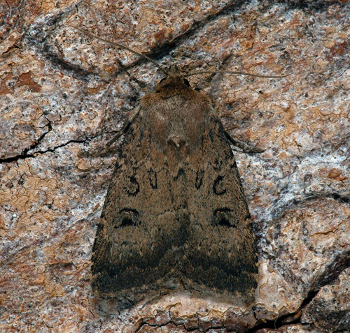 Spåmansjordfly / Mørk Stængelugle, Graphiphora augur. Skåne, Sverige d. 28 juni 2021. Fotograf; Håkan Johansson