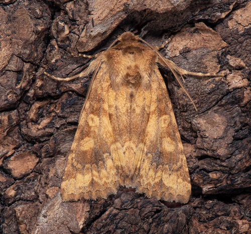 Glimrotsfly / Gul Stængelugle, Conisania luteago. Öland, Sverige d. 8 juni 2021. Fotograf; Håkan Johansson