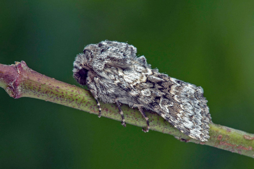 Mindre lundfly, Hecatera bicolorata. Öland, Sverige d. 23 maj 2021. Fotograf; Håkan Johansson.