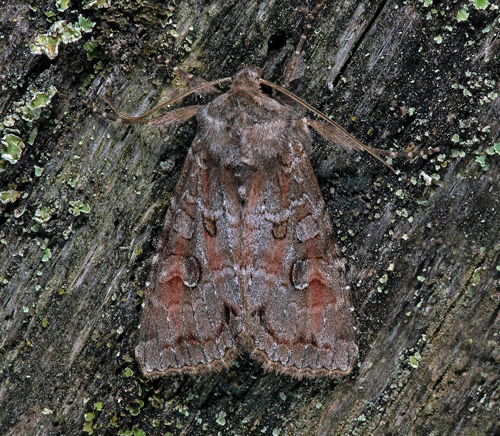 Brungrått lundfly / Silke-Ugle, Polia bombycina. Öland, Sverige d. 10 juli 2021. Fotograf; Håkan Johansson