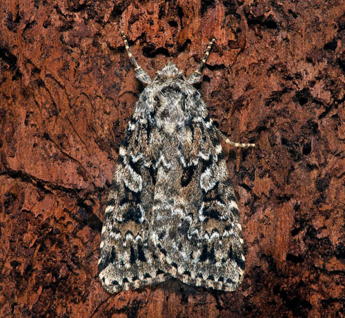 Baltiskt skogsfly, Xestia baltica. Vstmanland, Sverige d. 26 juli 2021. Fotograf; Hkan Johansson