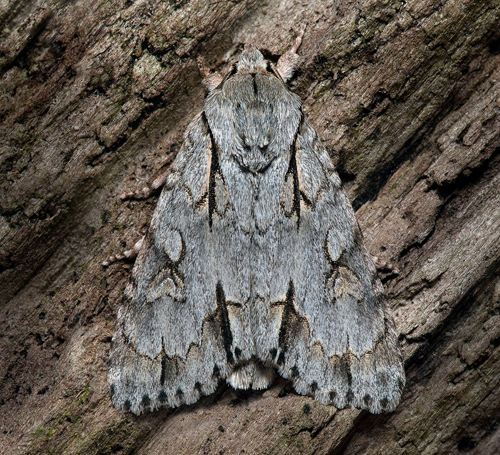 Treuddsaftonfly / Treforkugle, Acronicta tridens. Srmland, Sverige d. 28 juni 2021. Fotograf; Hkan Johansson Tack Henrik Lind fr visning.