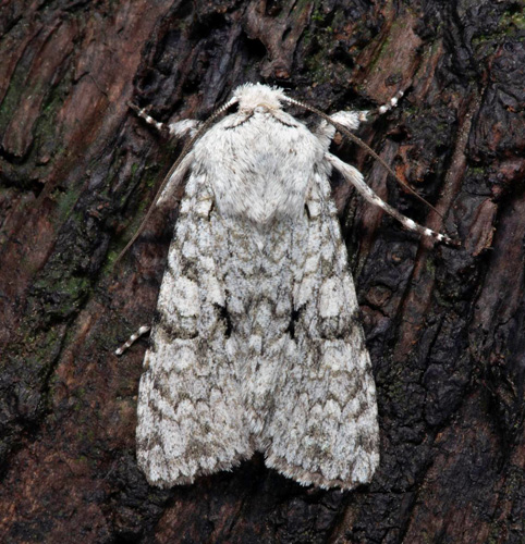 Gråvitt klippfly / Chi-Ugle, Antitype chi. Öland, Sverige d. 25 august 2021. Fotograf; Håkan Johansson