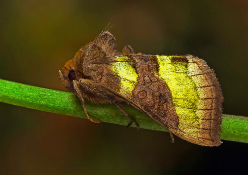 Grnglnsande metallfly / Grn Metalugle, Diachrysia chrysitis. Skne, Sverige d. 18 september 2021. Fotograf; Hkan Johansson