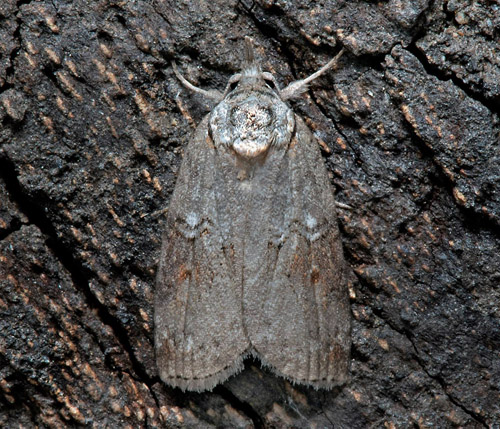 Poppelfotslpare / Asiatisk-Skulderdvrg, Nycteola asiatica. Skne, Sverige d. 18 september 2021. Fotograf; Hkan Johansson