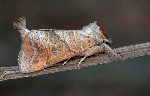 Brungr hgstjrt, Clostera anastomosis. land, Sverige d. 14 august 2021. Fotograf; Hkan Johansson