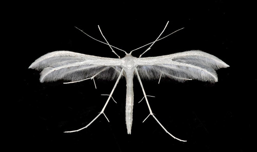 Vitt fjädermott / Hvidt Fjermøl, Pterophorus pentadactyla. Öland, Sverige d. 24 juni 2021. Fotograf; Håkan Johansson