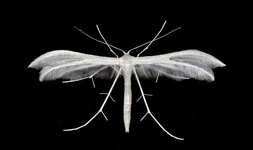 Vitt fjdermott / Hvidt Fjerml, Pterophorus pentadactyla. land, Sverige d. 24 juni 2021. Fotograf; Hkan Johansson