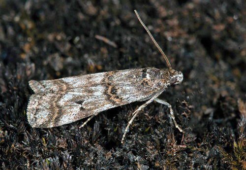 Alvarmolnmott, Pempelia (Khorassania) compositella.  Mckelmossen, Resmo, land, Sverige d. 21 maj 2021. Fotograf; Hkan Johansson