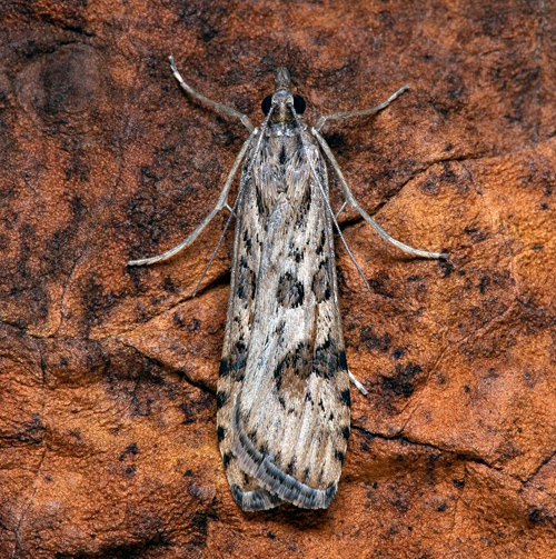 Nattflymott, Nomophila noctuella. Öland, Sverige d. 19 september 2021. Fotograf; Håkan Johansson
