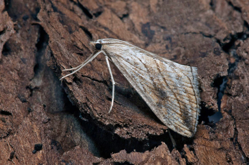 Kålmott / Kålhalvmøl, Evergestis forficalis. Öland, Sverige d. 17. juli 2021. Fotograf; Håkan Johansson