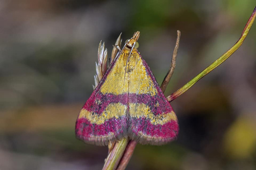 Blodrött ljusmottl, Pyrausta sanguinalis. Dödevi, Öland, Sverige d. 19 juli 2021. Fotograf; Nina Emilia Fransson
