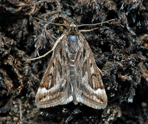 Alvarljusmott, Loxostege manualis. Väst Möckelmossen, Resmo, Öland, Sverige d. 23 maj 2021. Fotograf; Håkan Johansson