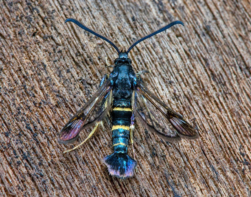 Krypvideglasvinge / Pileglassværmer, Synanthedon flaviventris. Öland,. Sverige d. 17 juli 2021. Fotograf; Håkan Johansson