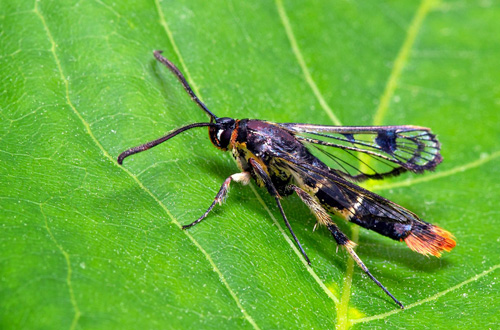 Dolkstekelglasvinge / Birkeglassværmer, Synanthedon scoliaeformis. Öland. Sverige d. 11 juni 2021. Fotograf; Håkan Johansson