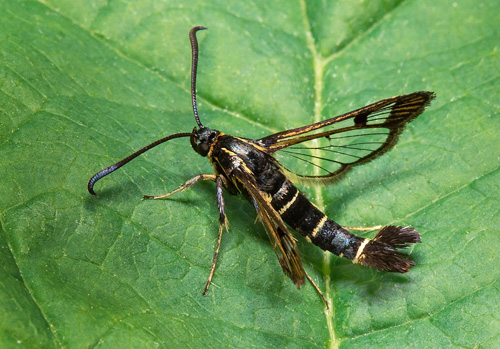 Vinbärsglasvinge / Ribsglassværmer, Synanthedon tipuliformis. Skåne. Sverige d. 18 juni 2021. Fotograf; Håkan Johansson