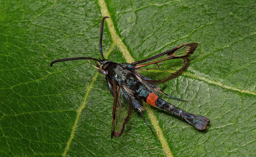 Äppelglasvinge / Æbleglassværmer, Synanthedon myopaeformis. Skåne. Sverige d. 18 juni 2021. Fotograf; Håkan Johansson