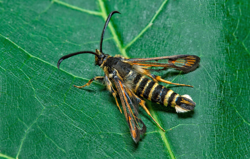 Vickerglasvinge / Snyltehveps-Glassværmer, Bembecia ichneumoniformis. Öland,. Sverige d. 10 juli 2021. Fotograf; Håkan Johansson