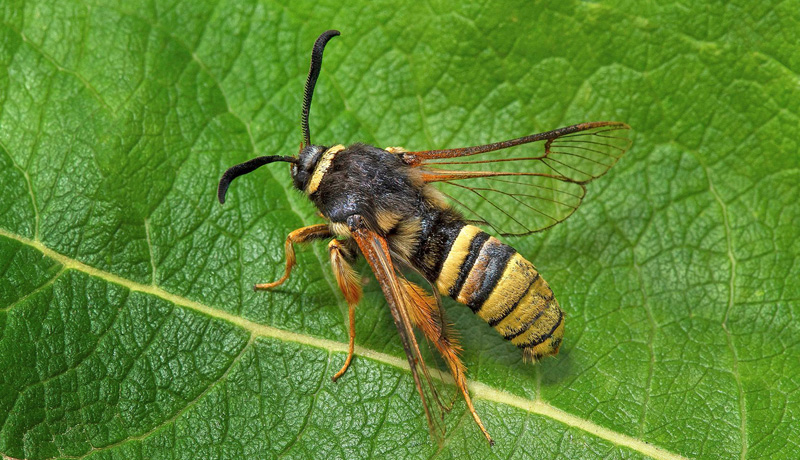 Bålgetingsglasvinge / Sejlepilglassværmer, Sesia bembeciformis. Halland. Sverige d. 28 juni 2021. Fotograf; Håkan Johansson