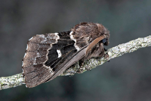 Barrskogspinnare / Granspinder, Cosmotriche lobulina. Västmanland, Sverige d. 26 juli 2021. Fotograf; Håkan Johansson