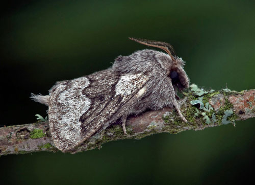 Hagtornsspinnare / Tjørnespinder, Trichiura crataegi. Öland, Sverige d. 14 august 2021. Fotograf; Håkan Johansson