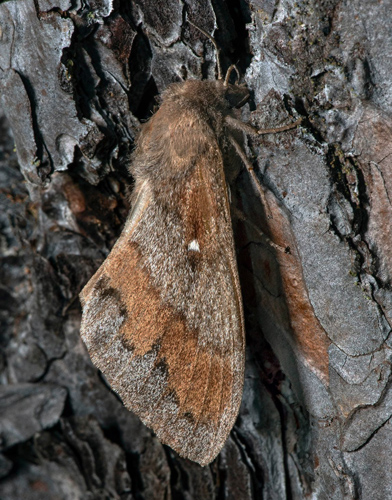 Tallspinnare / Fyrrespinder, Dendrolimus pini hun. land, Sverige d. 10 juli 2021. Fotograf; Hkan Johansson