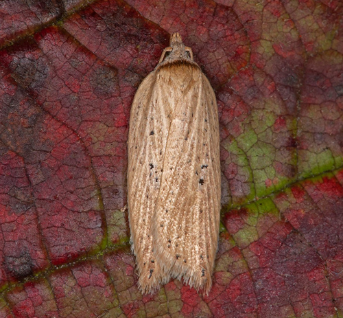 Fackelrosvrvecklare, Acleris lorquiniana. land, Sverige d. 12 oktober 2021. Fotograf; Hkan Johansson